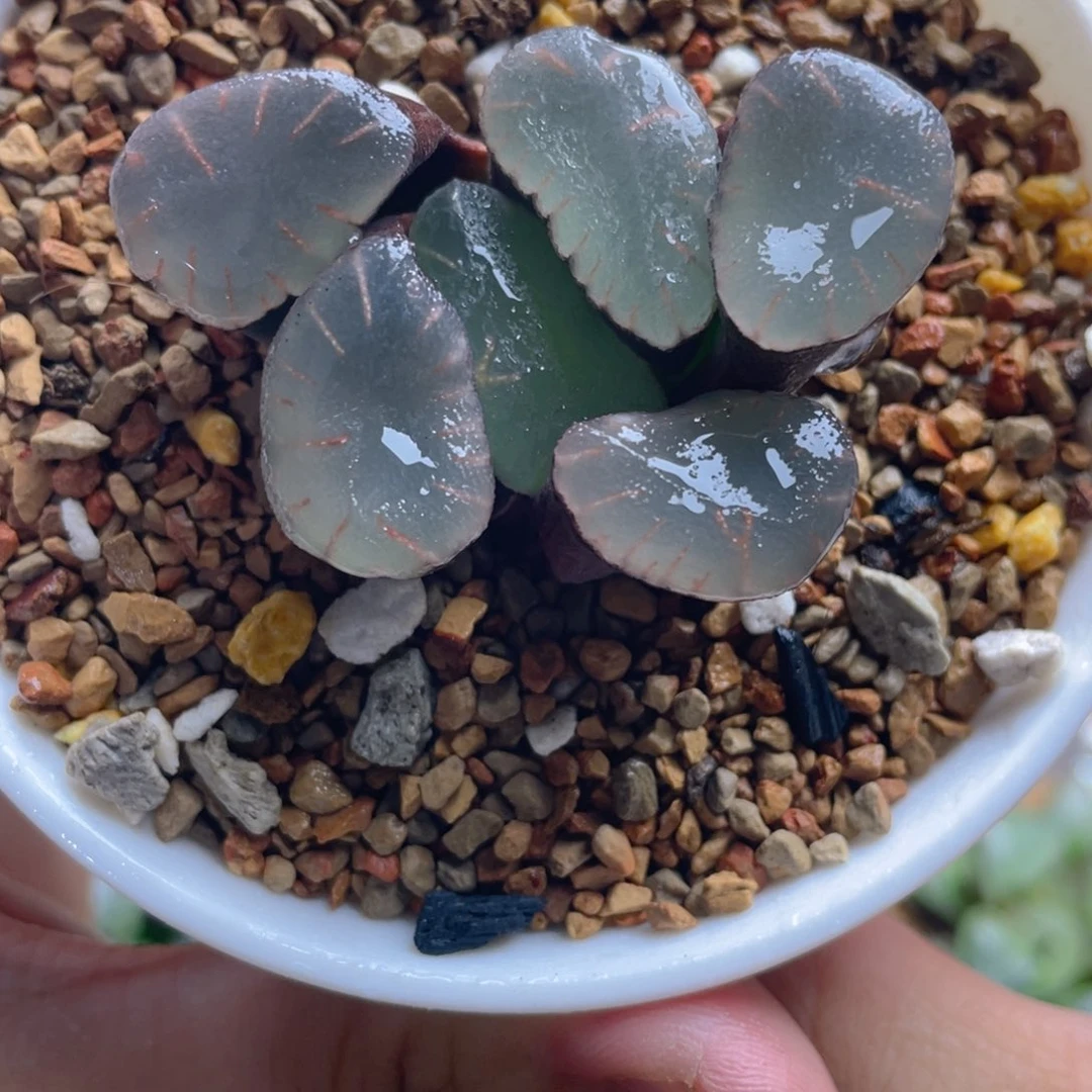 7.十二卷巨大化红月亮万象。