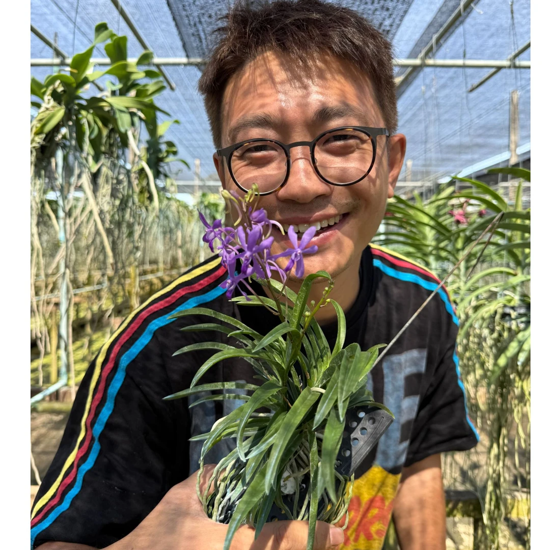 【南诏优选】 泰国蓝星风兰，爆花量大，花期长，花香浓郁，稀缺！