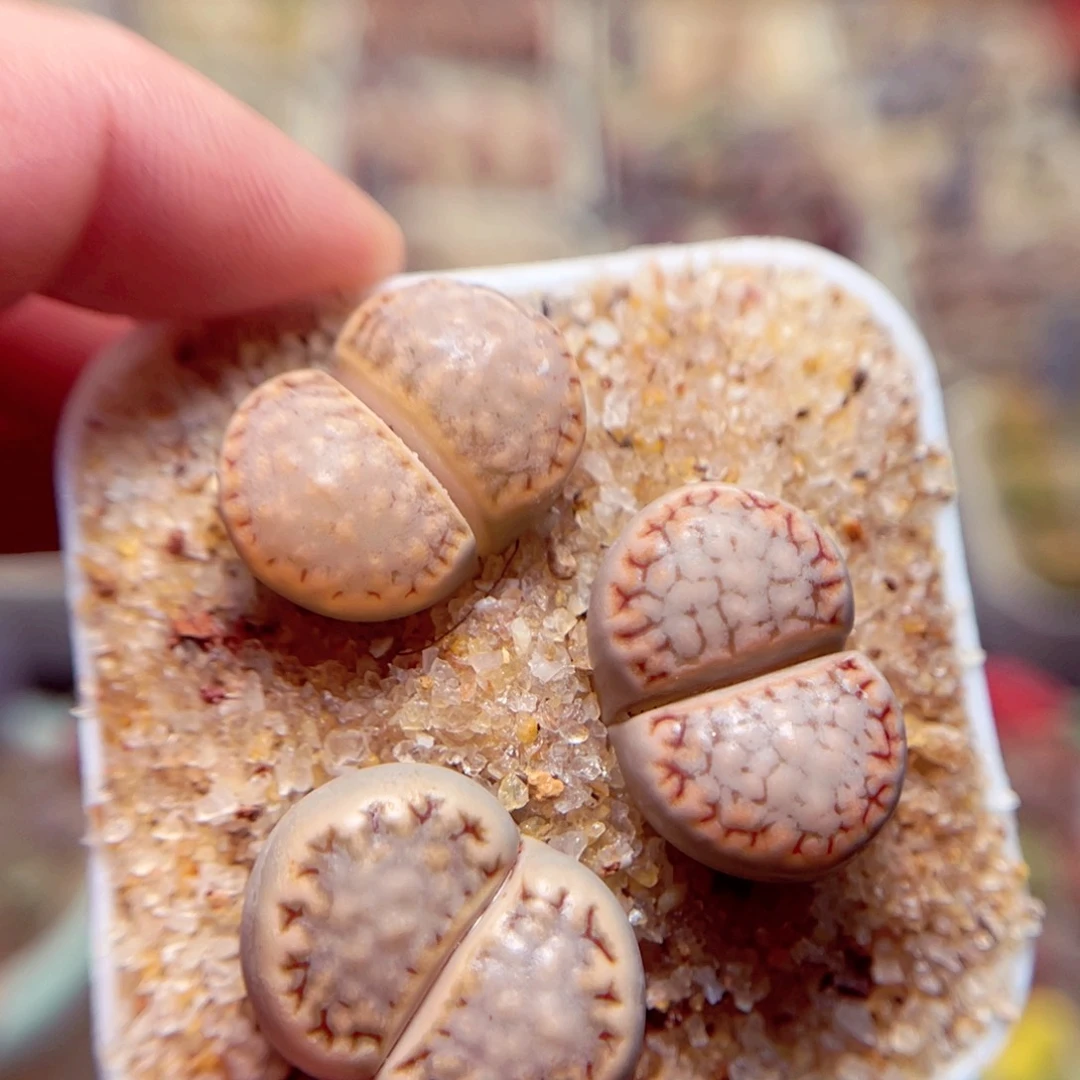 3693号带盆包邮发货