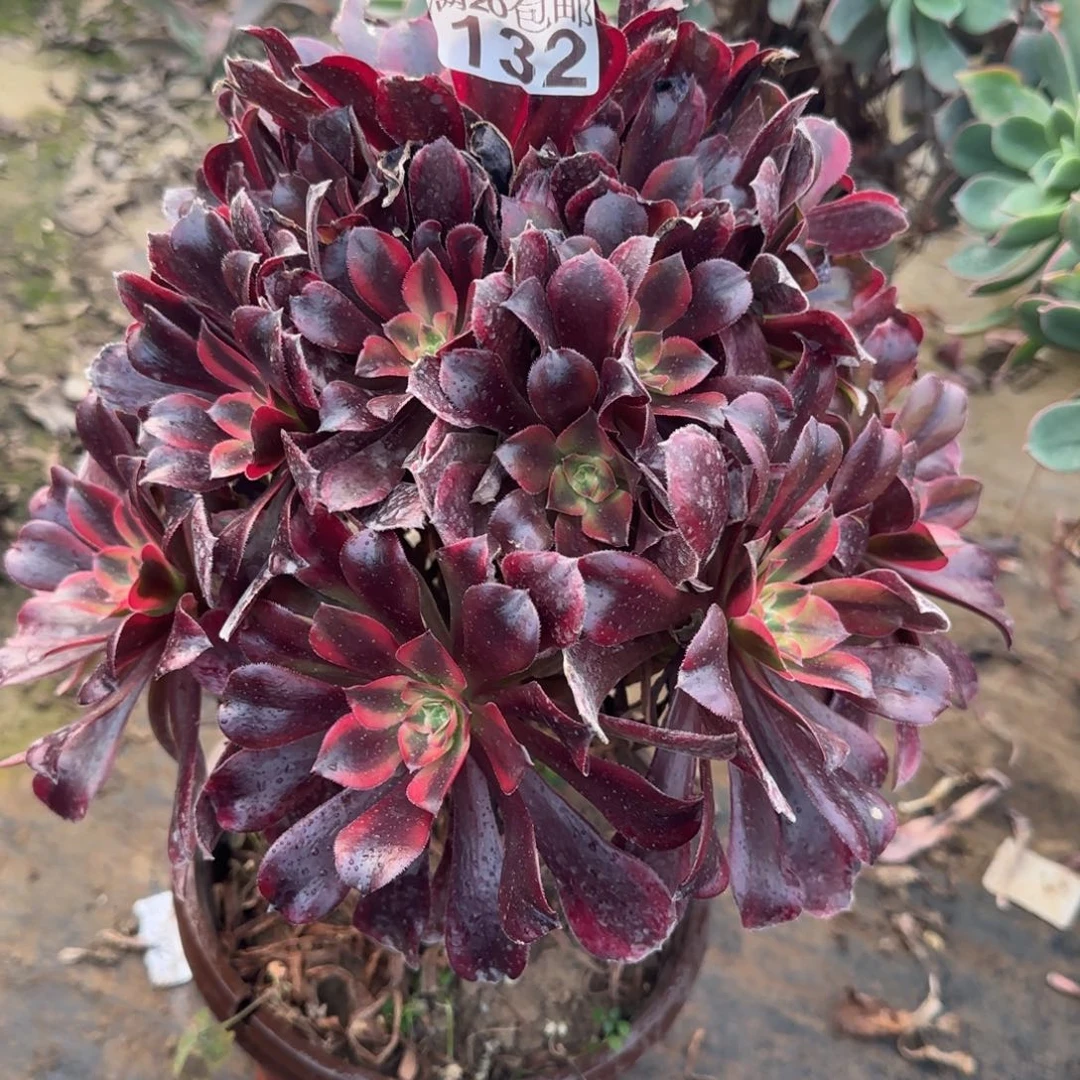 蒙娜丽莎132满20包邮断枝不包