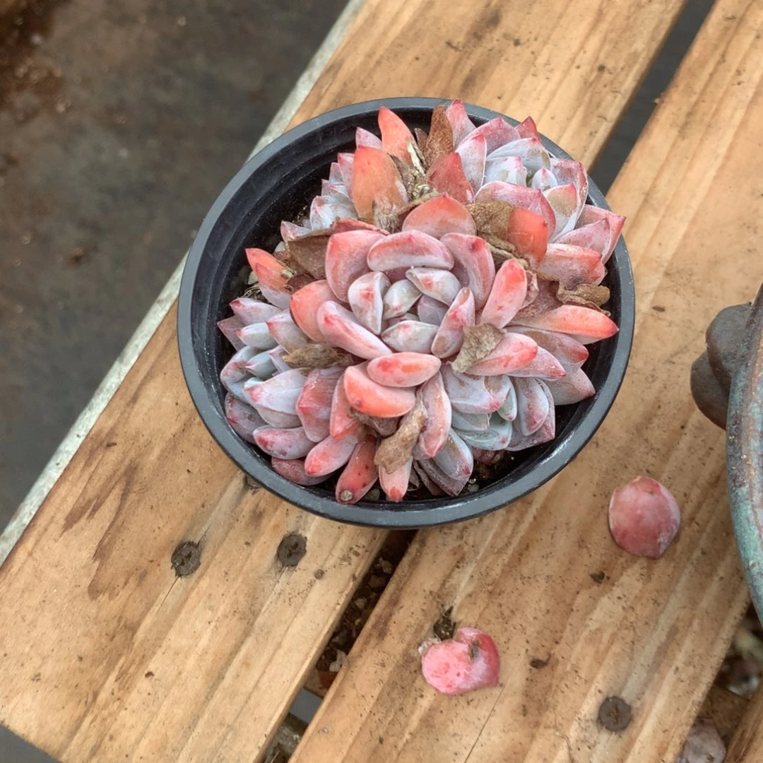 无花朵无砍花花花花花花花花36