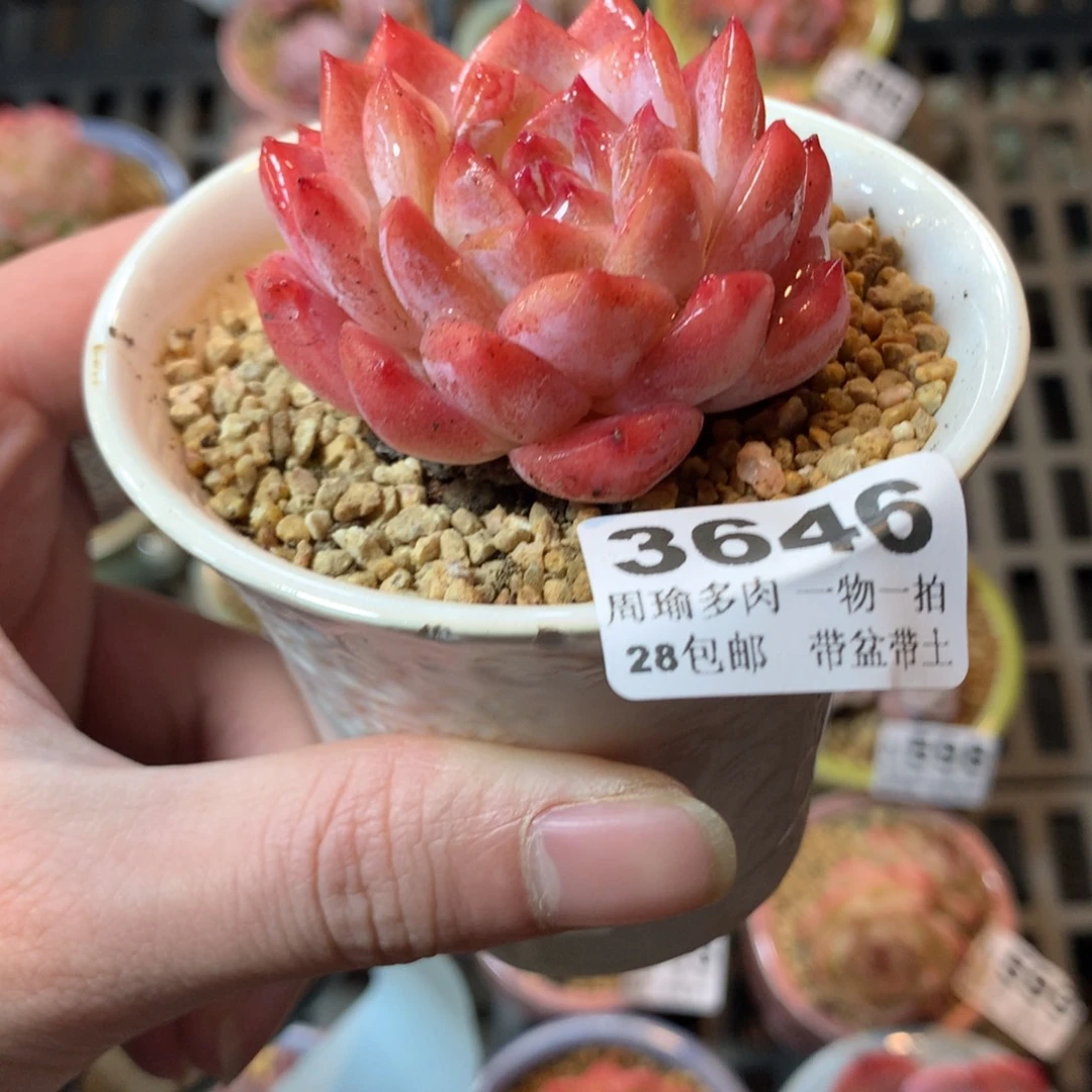 5厘米盆精控多肉3646