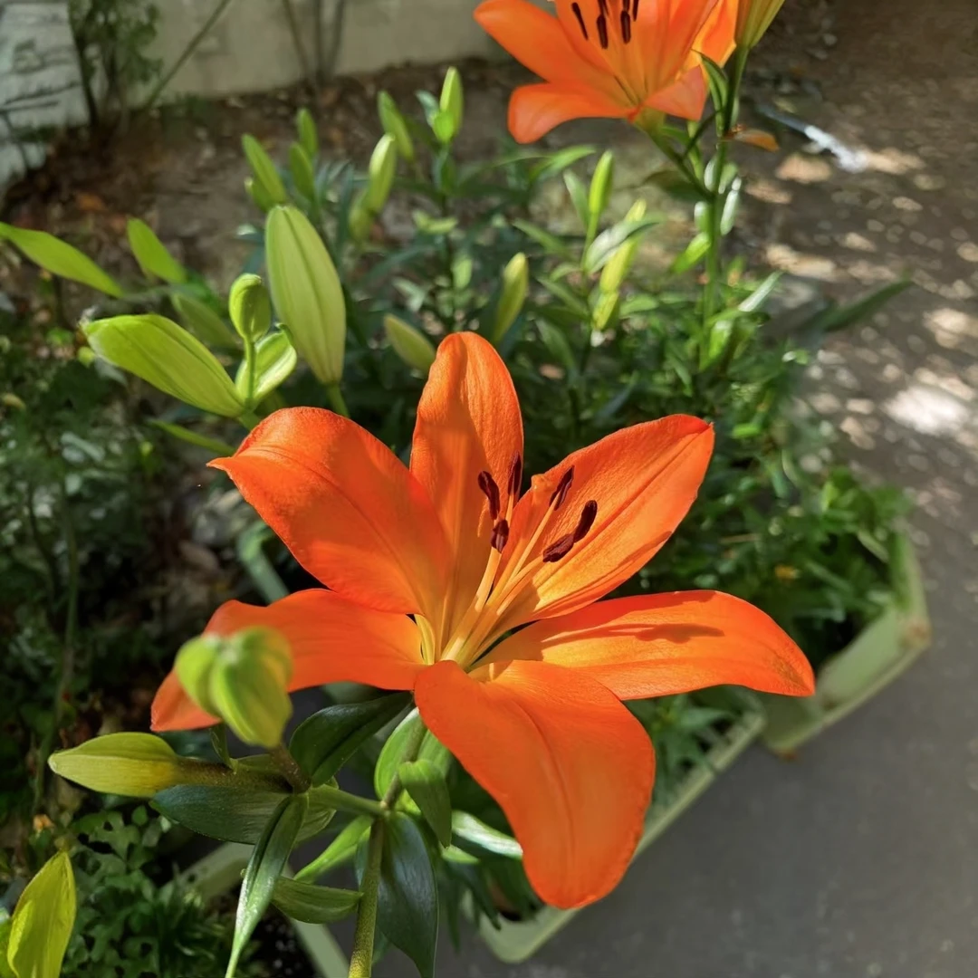 进口百合种球，橙色（5个球带盆带土）开花早 大花10/12