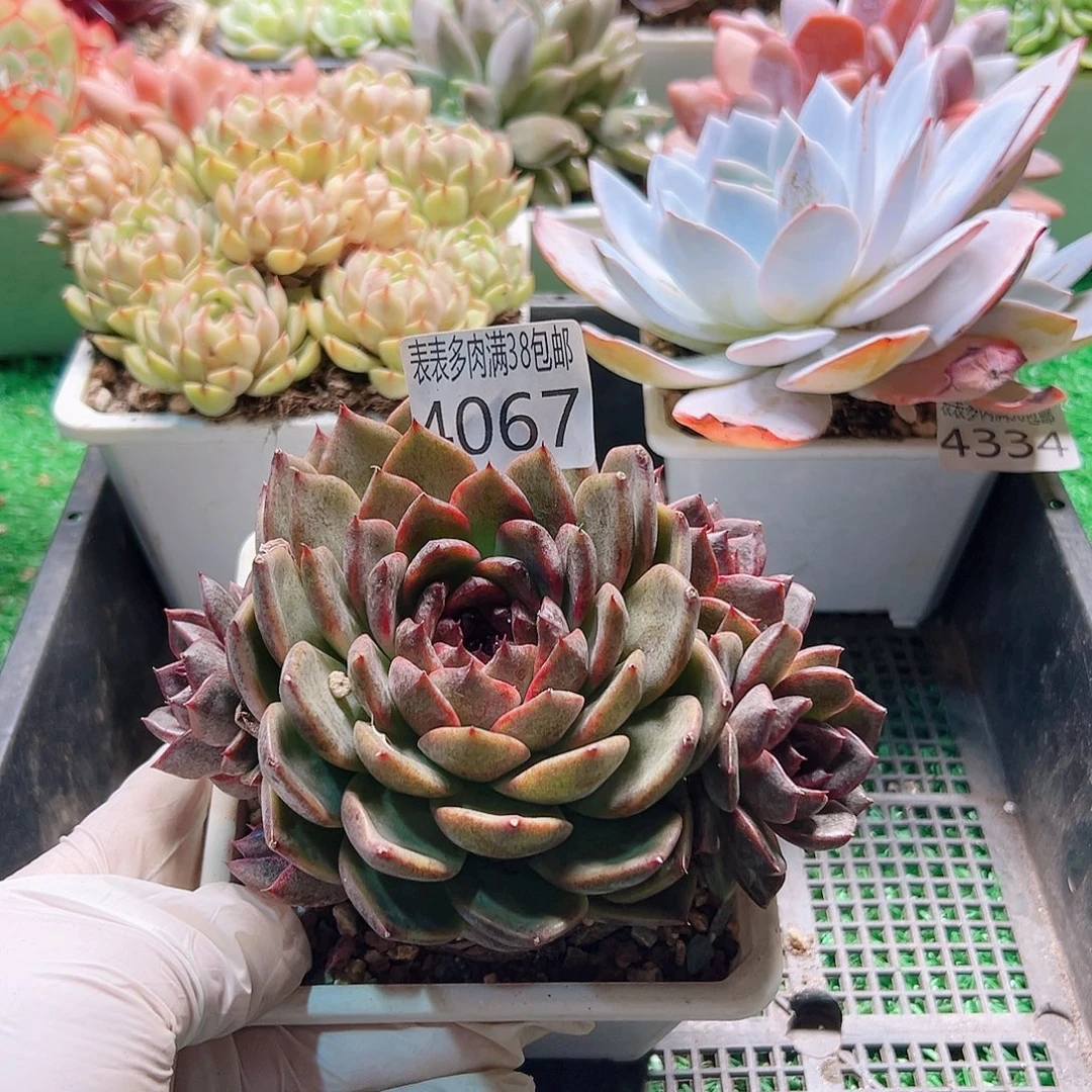 无花朵多肉一物一拍植物4067