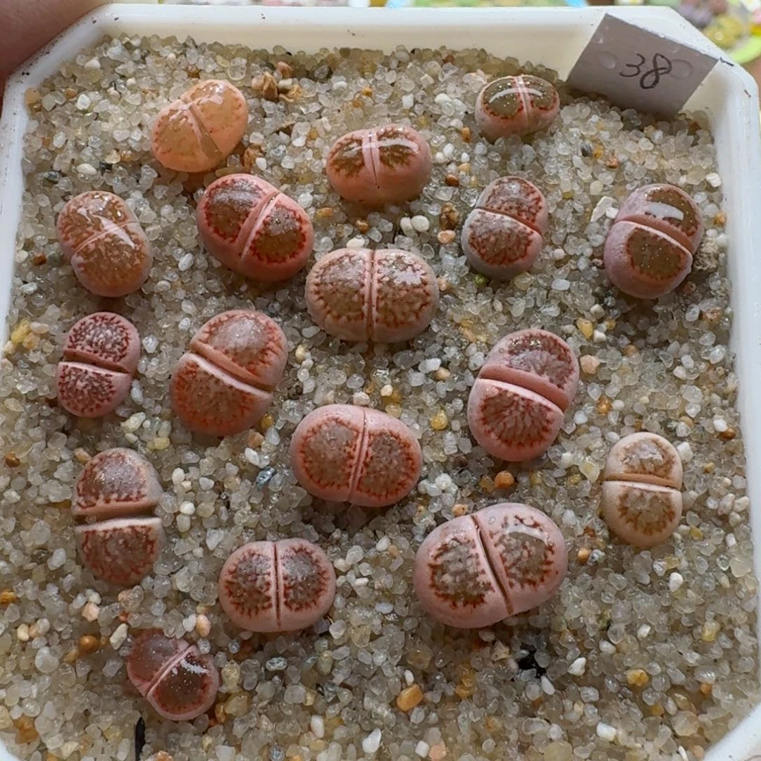 1109-03整套粉菊粉菊