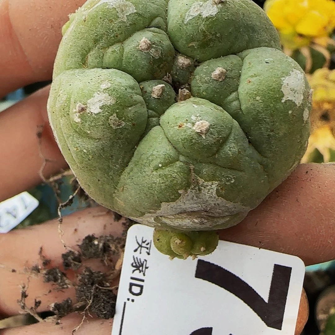 古田呗750萝卜根