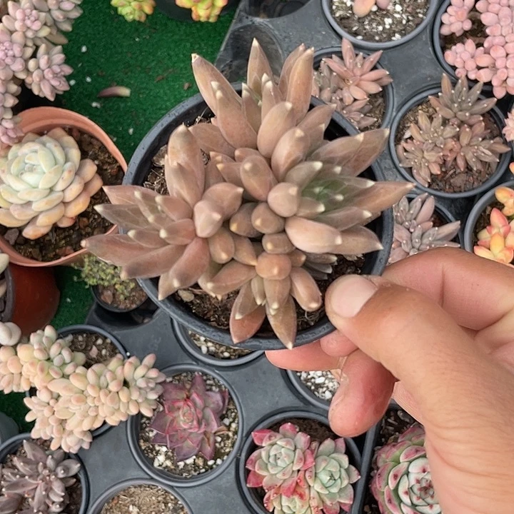 乌拉克拉多肉带盆发货