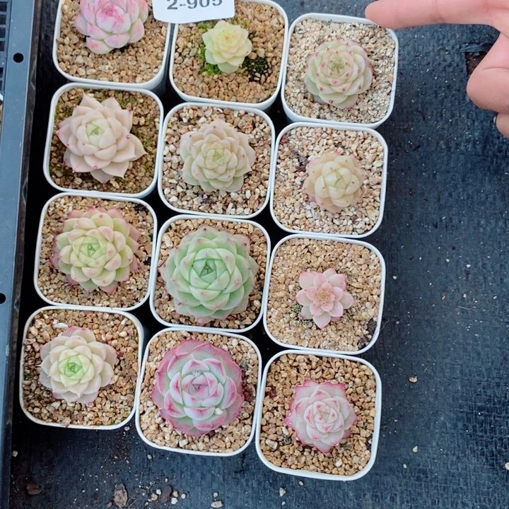 奈**二2-905多肉多肉多肉多肉多肉多肉