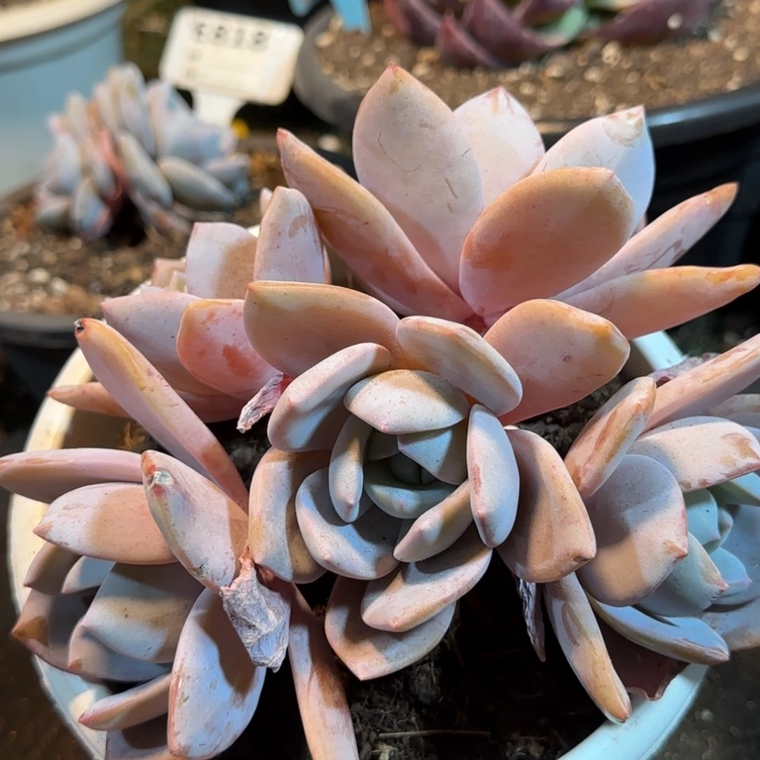 红茶一物一拍包装收缩花旱
