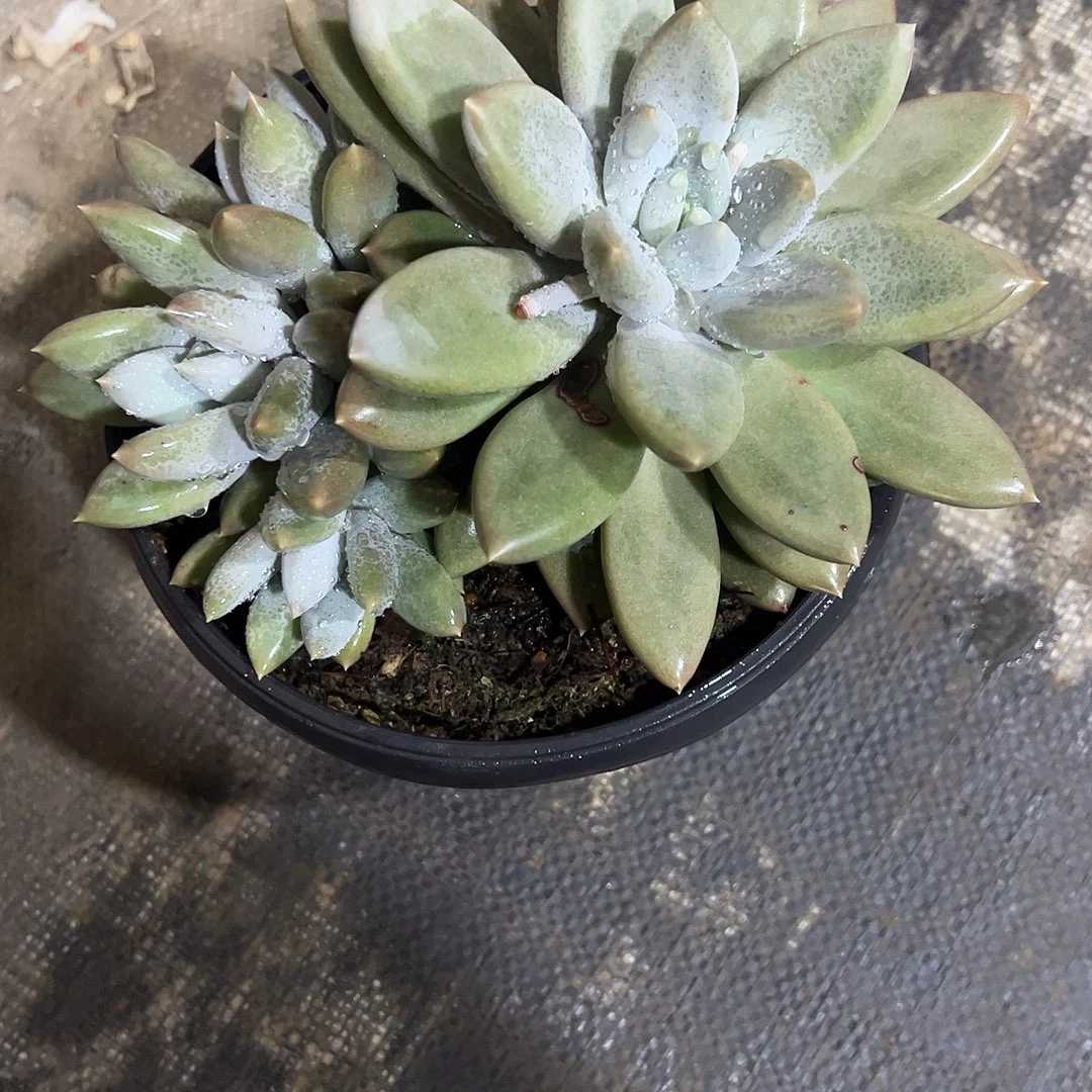 肖****哥特大群多肉植物