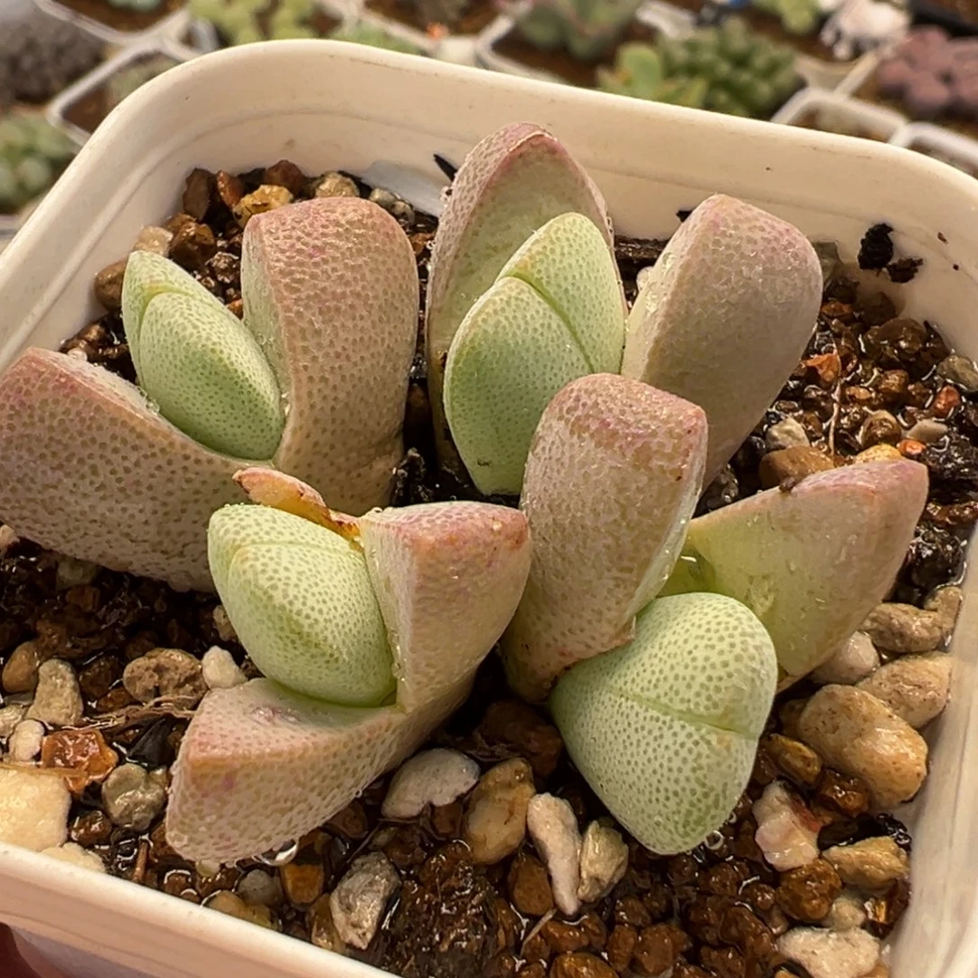 052多肉植物种类多样