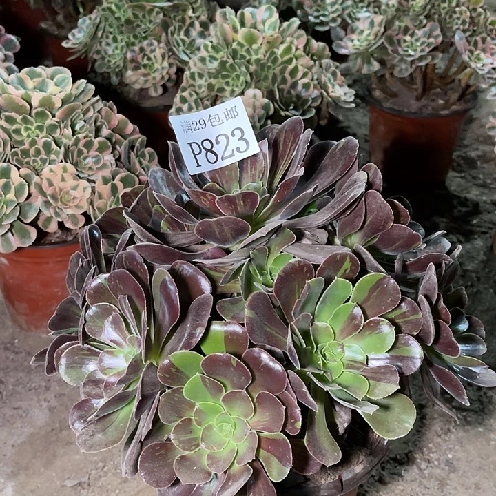 823欧若拉多肉植物