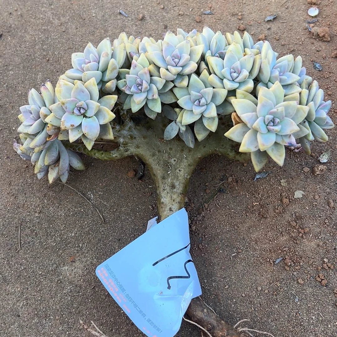 小***言淡雪多肉一物一拍31