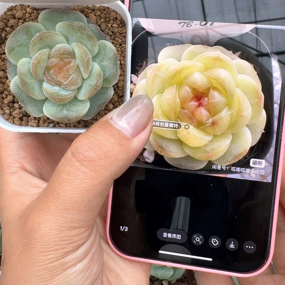 0627-04-荷包蛋单头