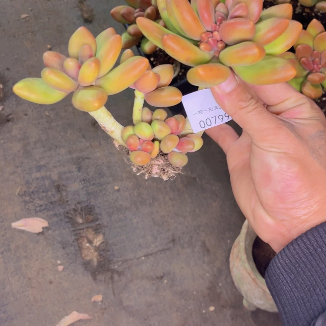 多肉一物一拍7999