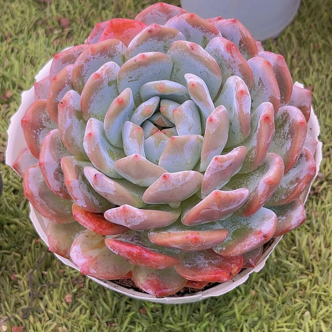 43号8888888888888888888