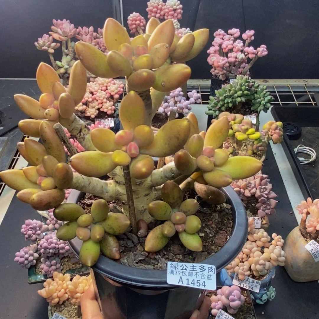 A****g454芒果奶多肉18c m