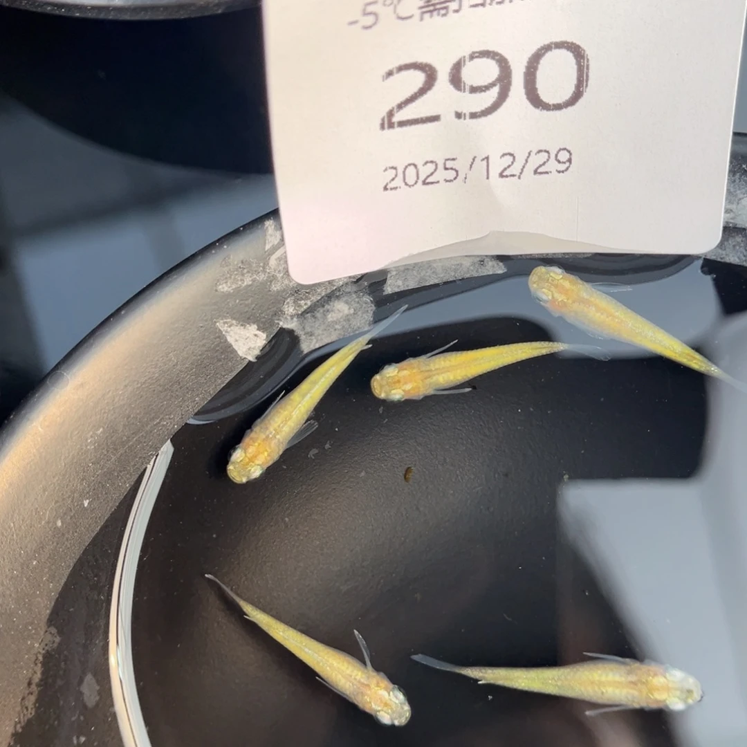 青鳉鱼290黄金百式五尾