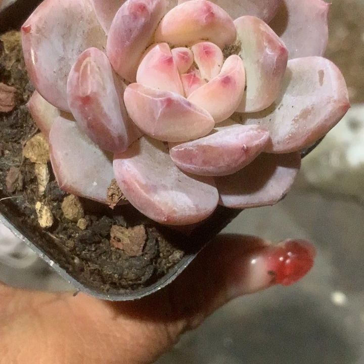 樱花粉。大。 （满9.99包邮不满9.99发叶子）