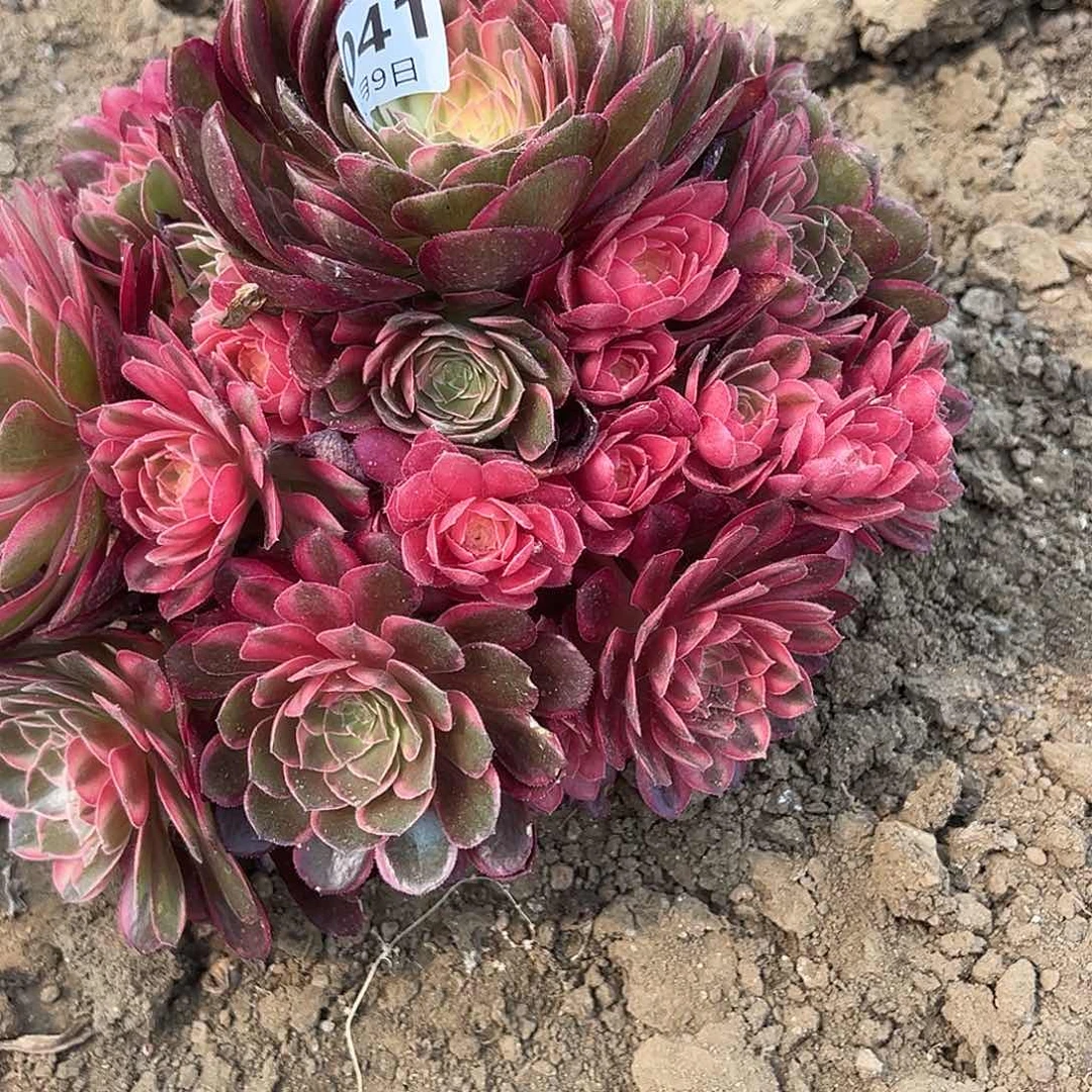 6.9.41黑魔锦多肉植物3