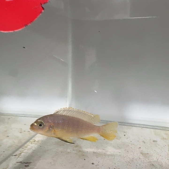 海水219号莫索波母鱼