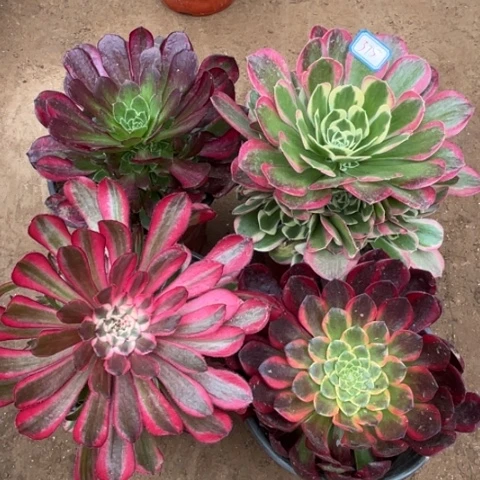 375多肉植物组合