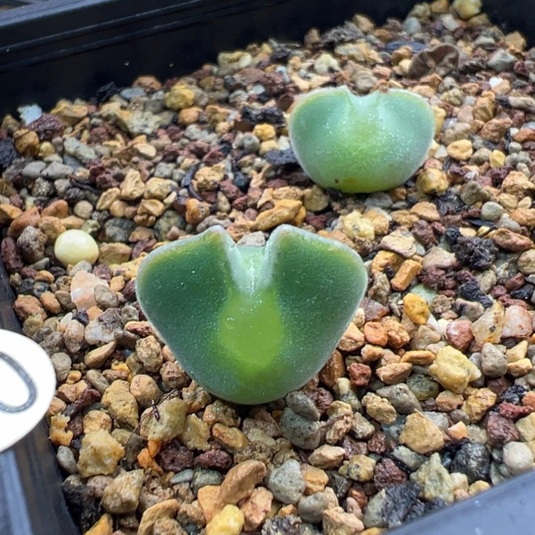 40多肉单头优选空蝉一棵