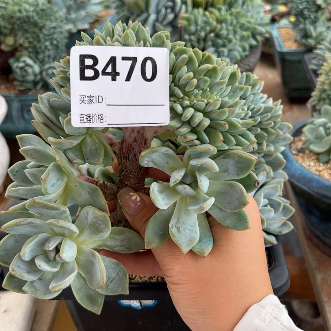 常***柒隔壁男男女女男男女女