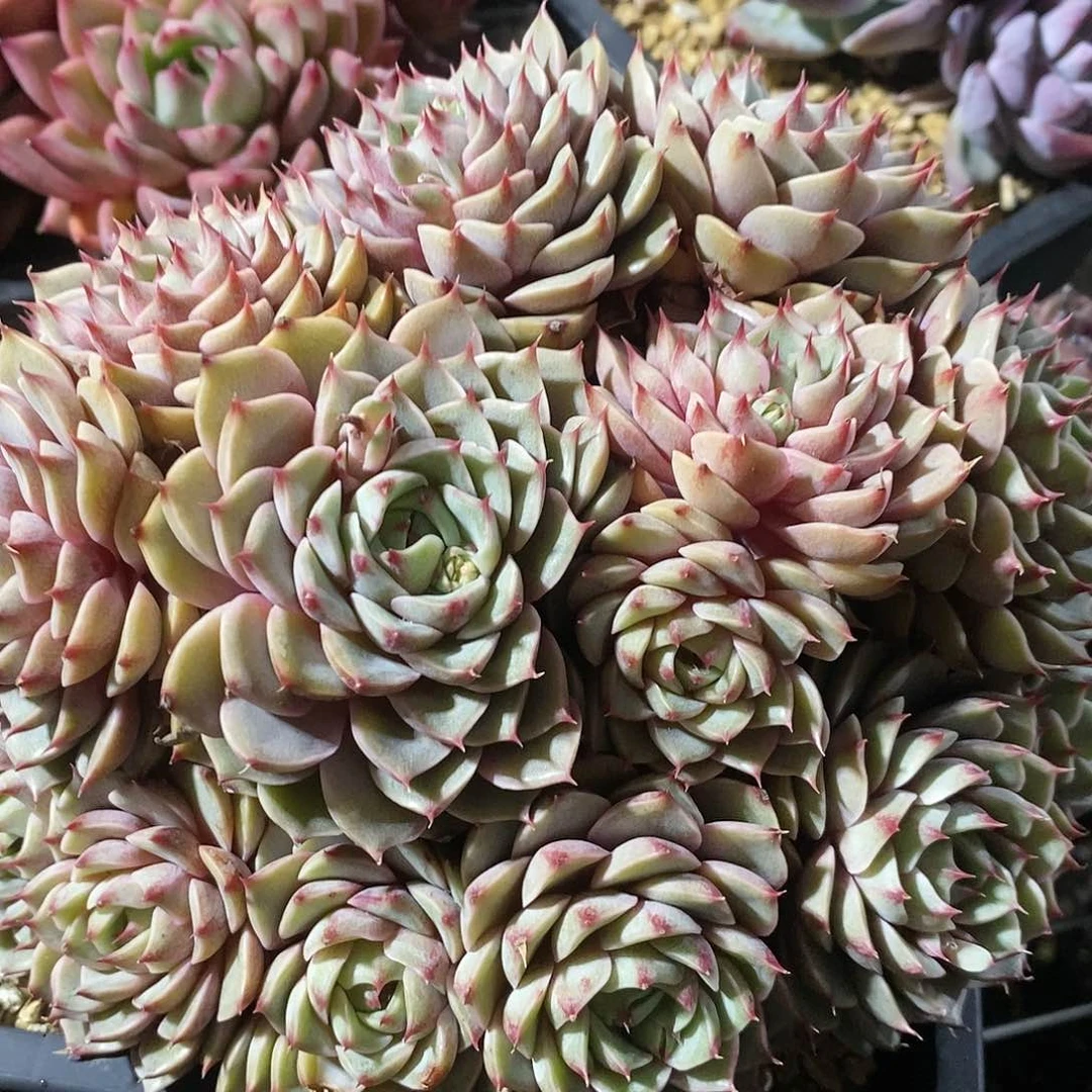 三**夭笨巴多肉1颗多肉植物