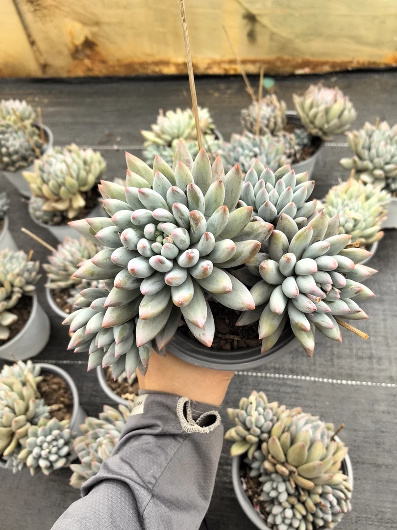 多肉所罗门（整桩整群无砍老桩）