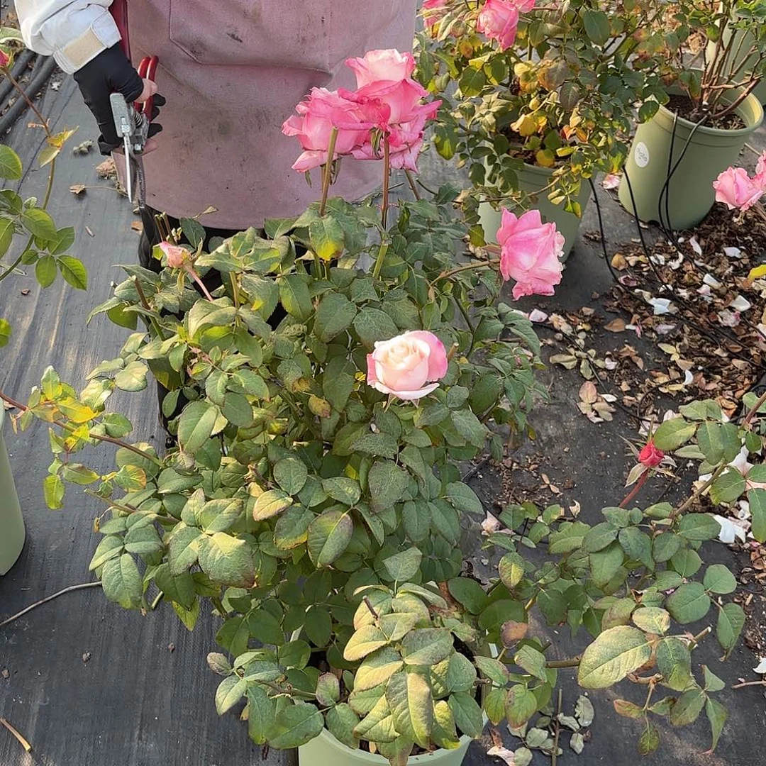 爱的呼吸3加仑根接苗