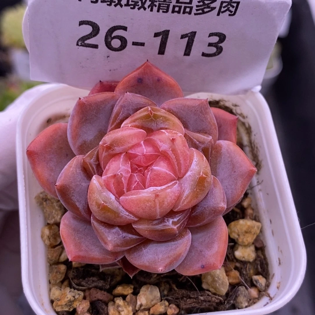 【闪购商品】26-113