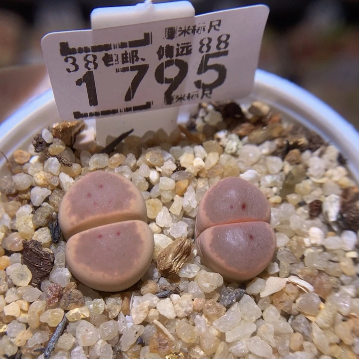 Sss精品生石花1795