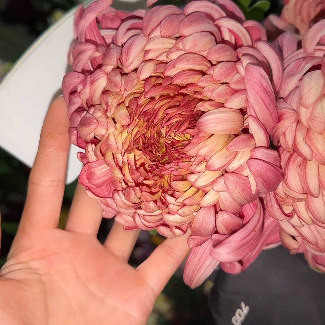 无花朵红夔龙一颗