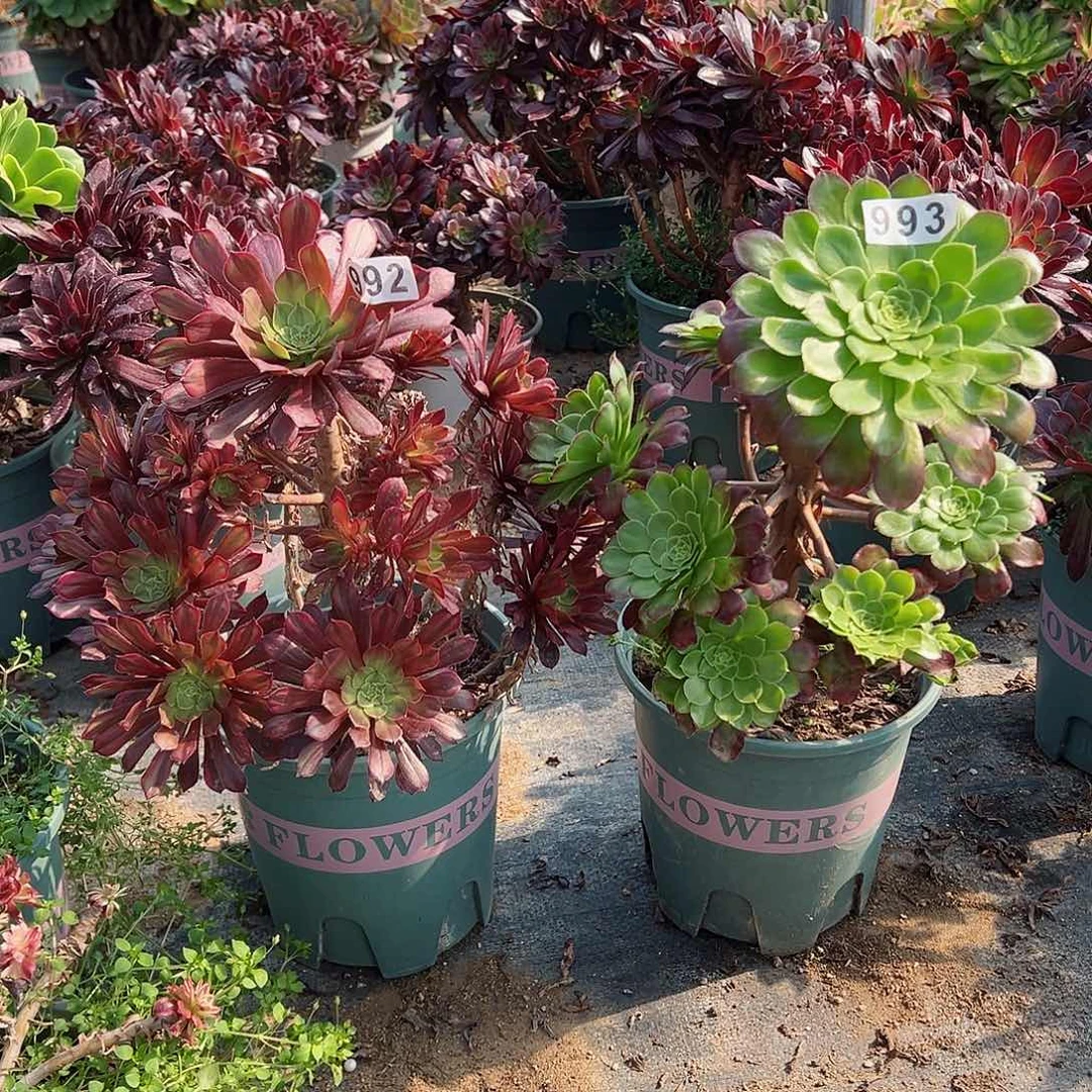 紫砂茶宠法师2个993号992号