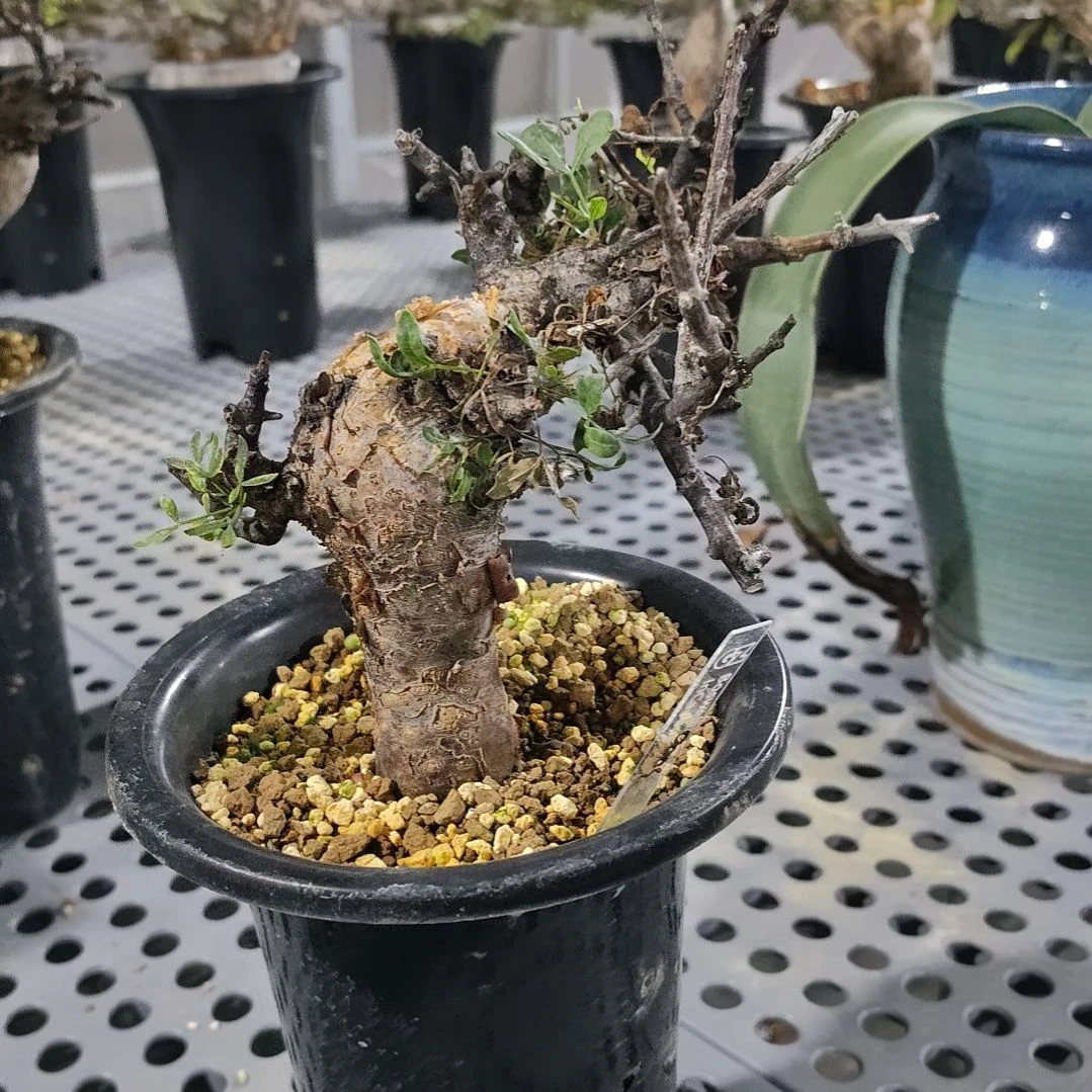 索马里细叶佛里西