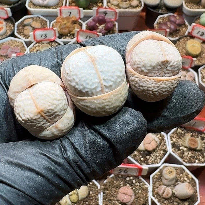 星****）生石花233:：：。   167