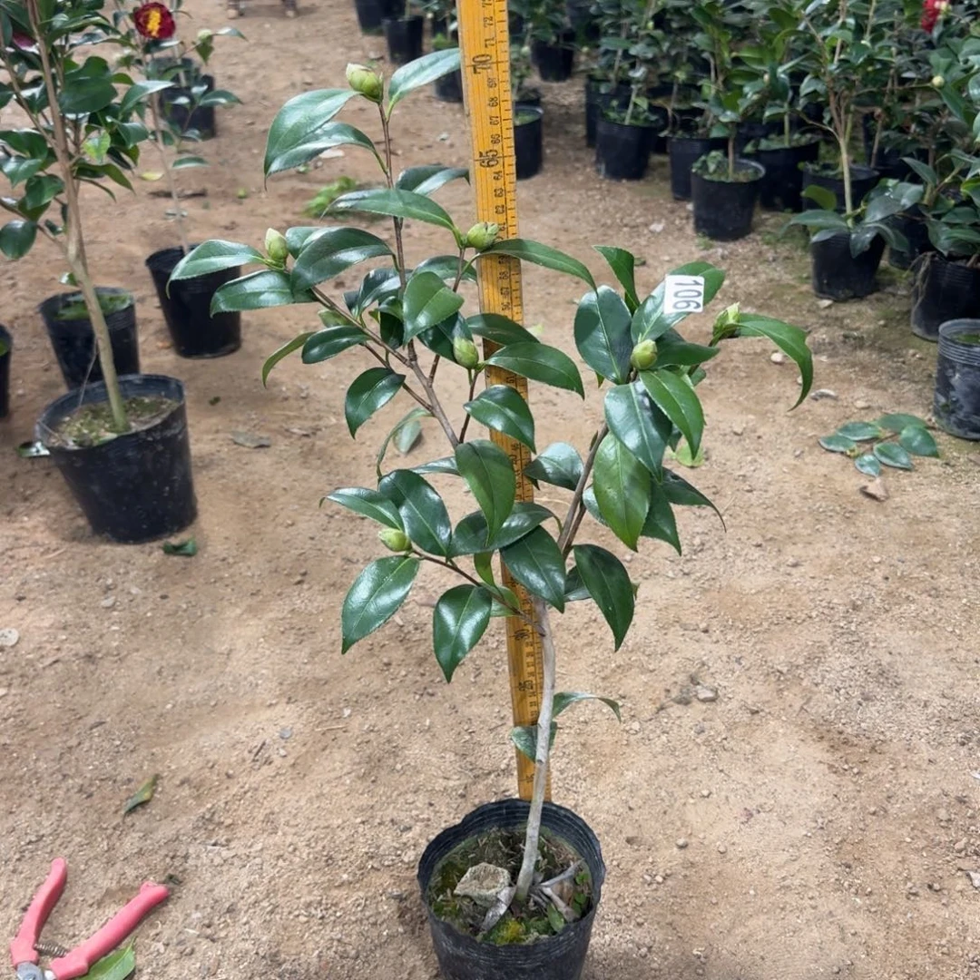 少量花朵（建议范围：2朵-5朵 或40%以下）106雅子