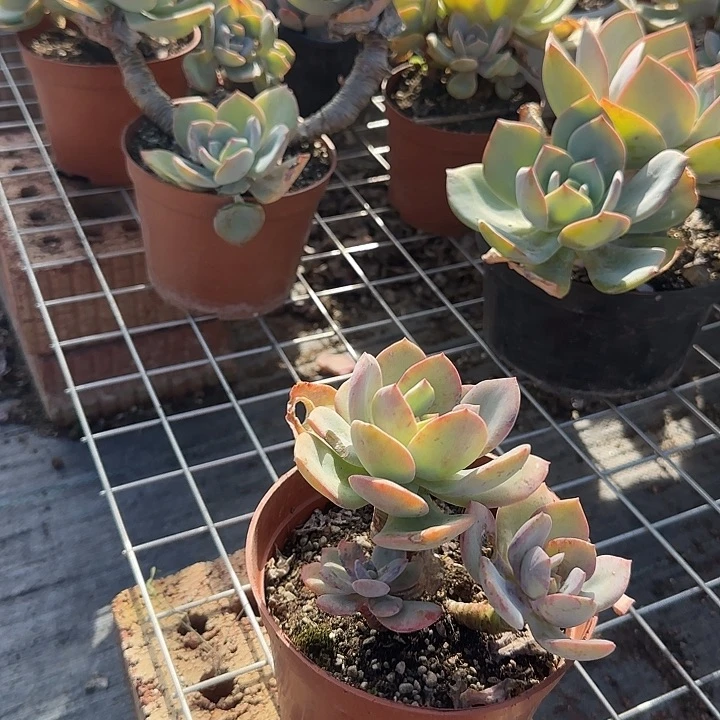 用****8126白凤脱土发货不退不换