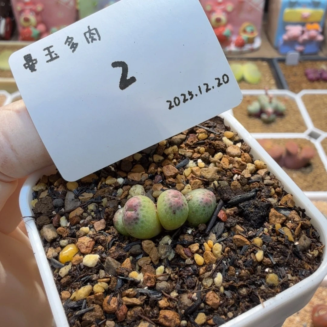 多肉多肉多肉12.20-002 草莓斑马