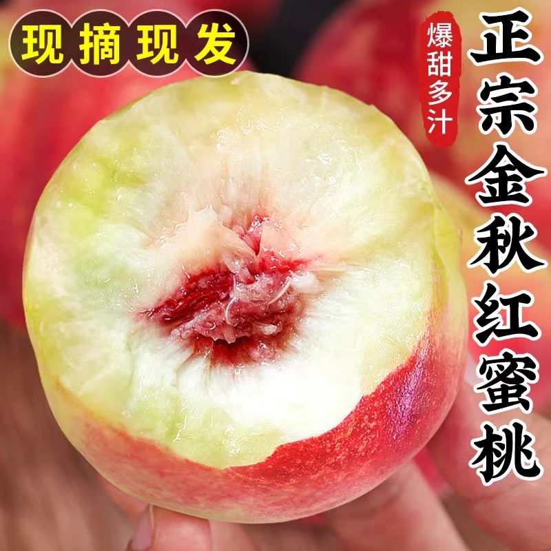 【现摘现发】正宗蒙阴金秋红蜜新鲜水果香甜脆爽桃子 红桃水蜜桃