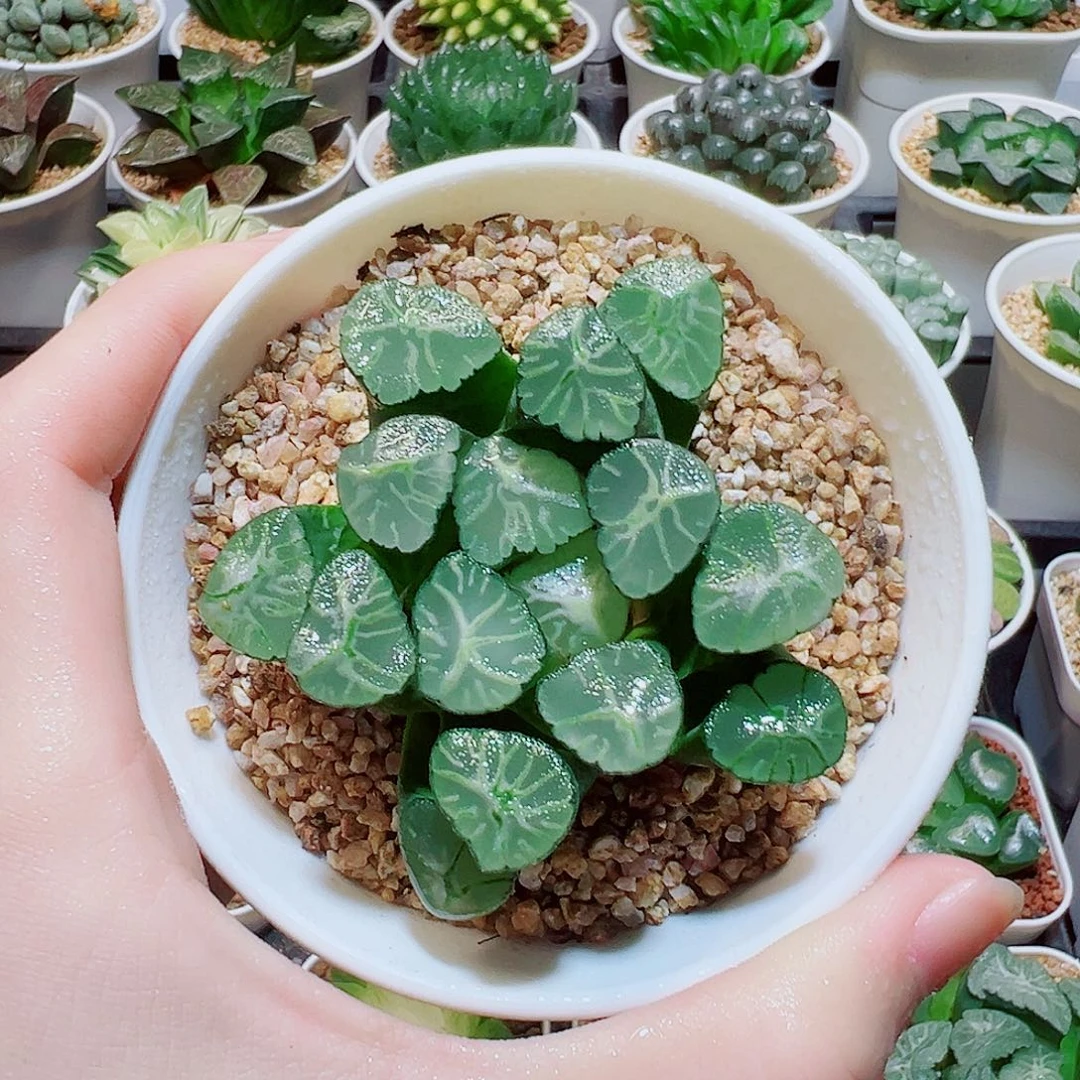 火烧云万象，13.8，6666