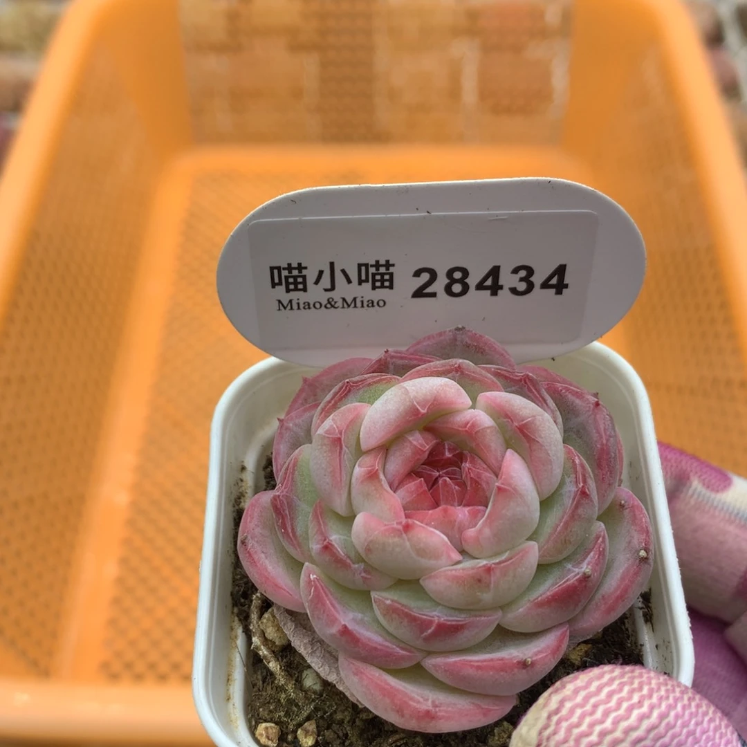 多肉植物糖心珍妮