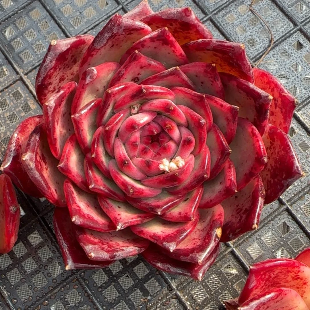 从前慢花园精选红拉糖