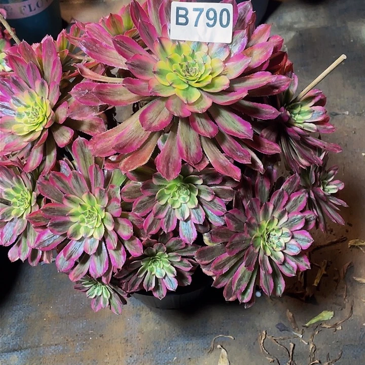 智*多肉法师790号夕颜发货不包损