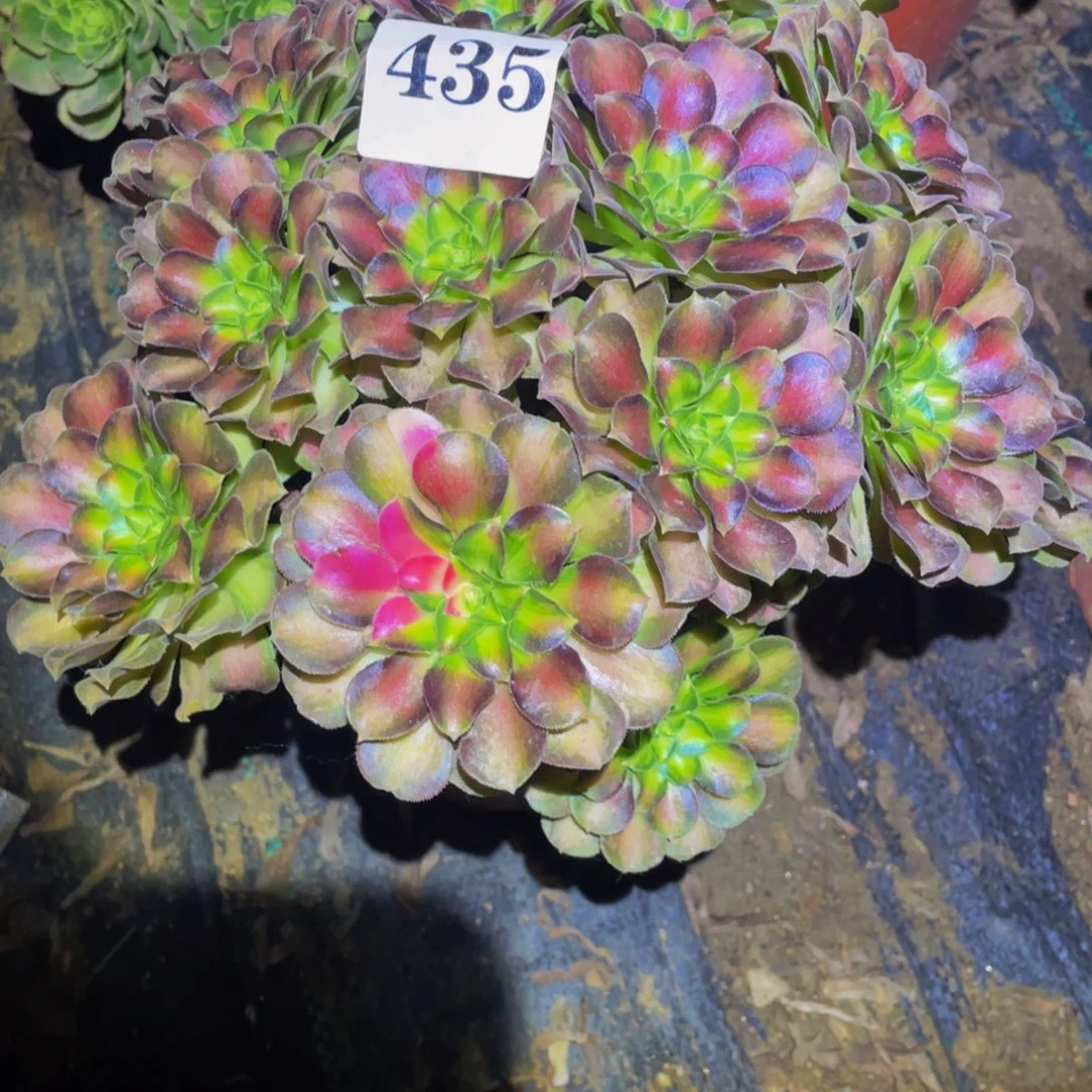 435韶华多肉植物的
