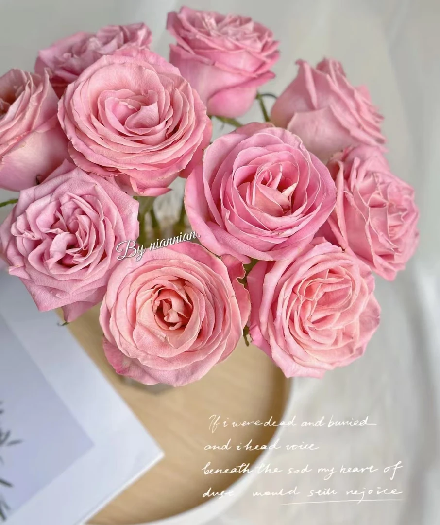 赫莫沙   玫瑰云南基地直发