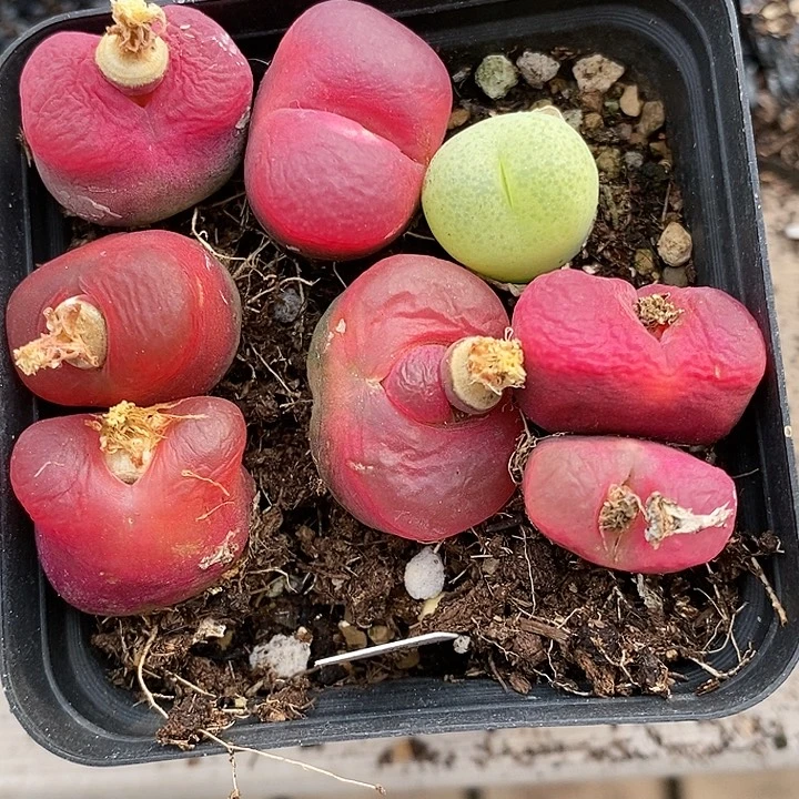 1637红蟠桃一组。