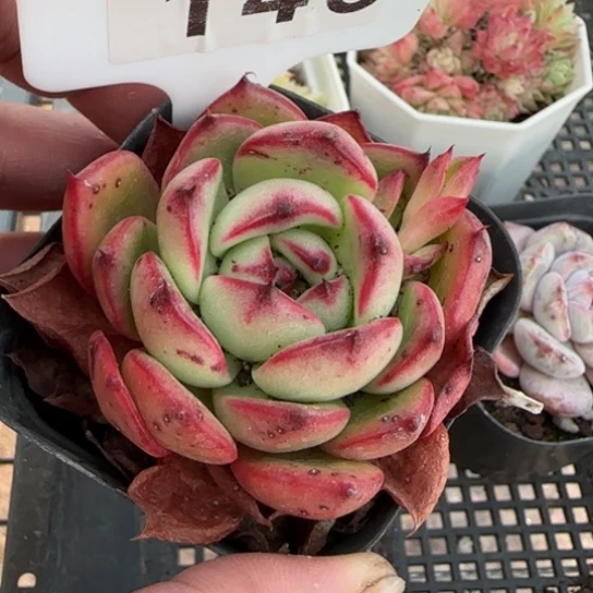 145桃花 一物一拍多肉