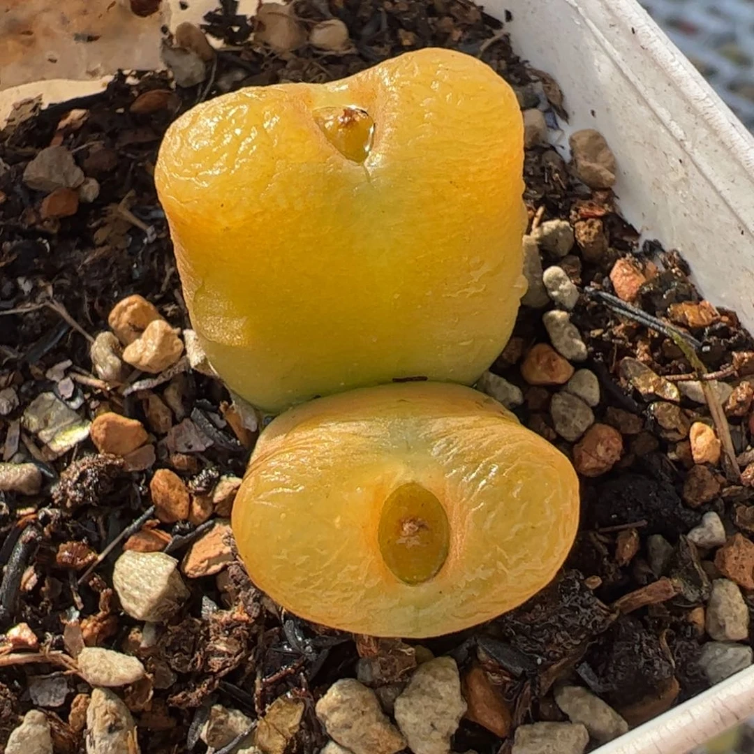 927多肉植物百科